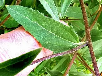 Sclerocarpus uniserialis leaves and stems