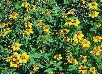 Sclerocarpus uniserialis roadside colony