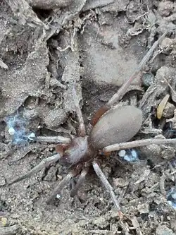 S. relegatus