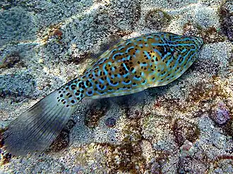 In the North Pacific, Hawaii