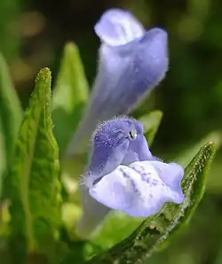 Common skullcap