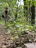 Plant habit