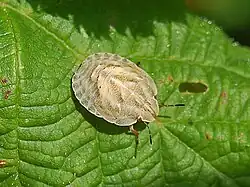 Early nymph