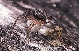 female with egg sac