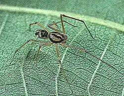 Male S. fusca