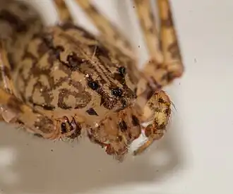 S. glabula