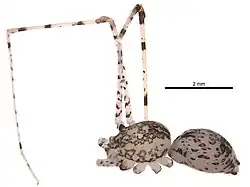 S. intricata