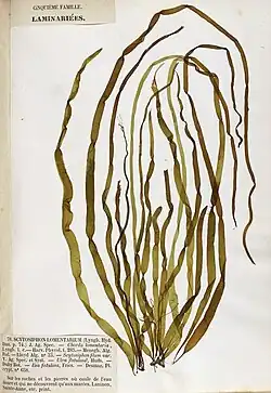 Herbarium specimen of "Scytosiphon lomentaria"