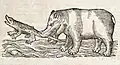 Hippopotamus woodcut