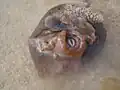Aplysia dactylomela showing mouth