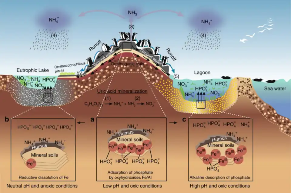 Seabird colonies are nutrient hot spots, especially, for nitrogen and phosphorus[67]