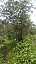 Sea buckthorn tree in tinno village