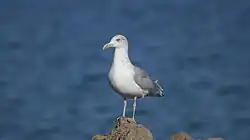 European herring gull, San Sebastián