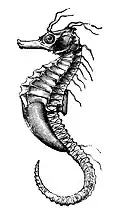 Seahorse
