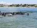 Seals in Chatham Harbor