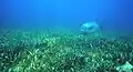 Another, near seagrass in the Florida Keys