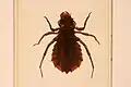 Libellulidae nymph