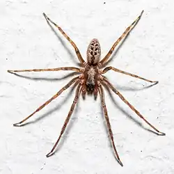 male Segestria bavarica