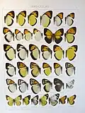 Ixias and other Pieridae in Seitz
