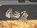 Six-day-old chicks