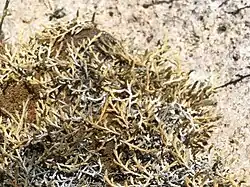 Selaginella × neomexicana