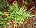 Selginella flabellata.