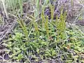 The Swiss spikemoss (Schweiz-Moosfarn) is a nondescript spikemoss and is endangered in the Austrian portions of the Pannonian geobotanical region in Central Europe.[2]