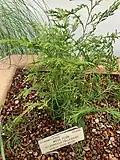 Selaginella pallescens