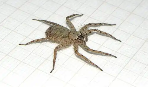 S. maranhensis