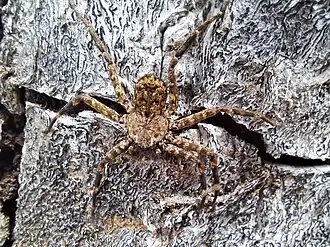 S. mexicanus