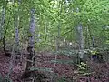 Sub-wood