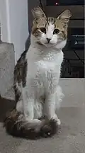 Semi Longhaired Ginger, Black and White Torbie