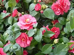Semi-double-flowered camellia cultivar