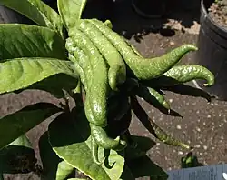 Semi dwarf fingered citron (green)