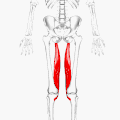 Semimembranosus muscle
