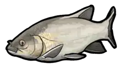 Semionotus elegans