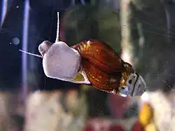 Family Semisulcospiridae, Semisulcospira kurodai.