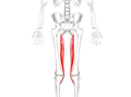 Semitendinosus muscle