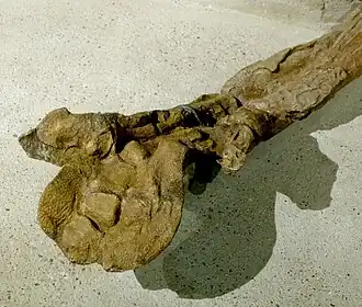 Detail photograph of the underside of the right hand