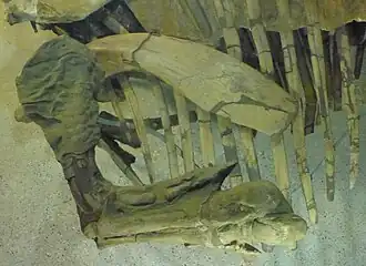 Detail photograph of the left forelimb
