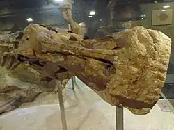Photograph showing of the mummy's skull in front view, showing the beak and the skull's upper surface