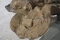 Detail photograph of the skin impressions of the underside of the right hand