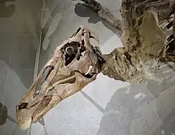 Photograph of the left side of the skull of the mummy
