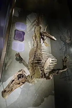 Photograph of the Senckenberg mummy on exhibit in Germany