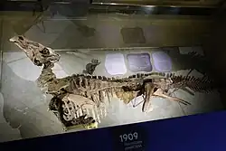 Photograph of the mummy as seen in the museum from above, landscape format
