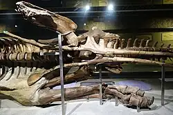 Photograph of the hip and hindlimb of the mummy