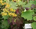 Leaves with purple shades