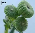 S. squalidus developing capitula