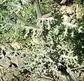 Leaves and stalks of S.&nbsp;squalidus
