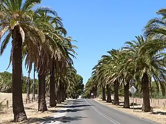 The palm lined road to Seppeltsfield